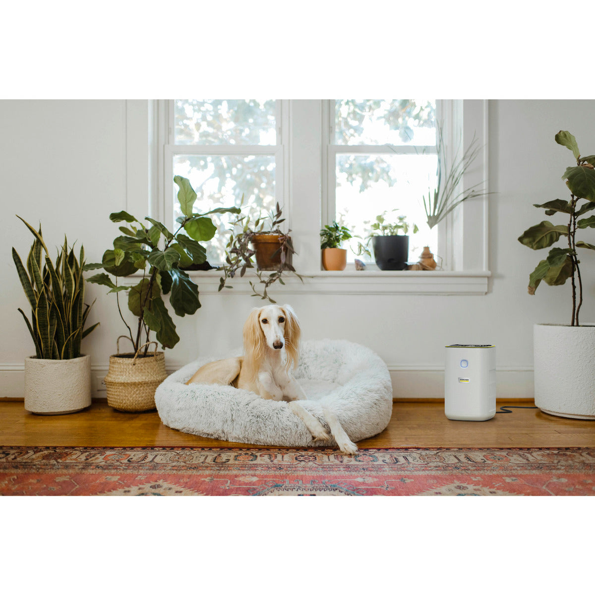 Air purifier AF 20